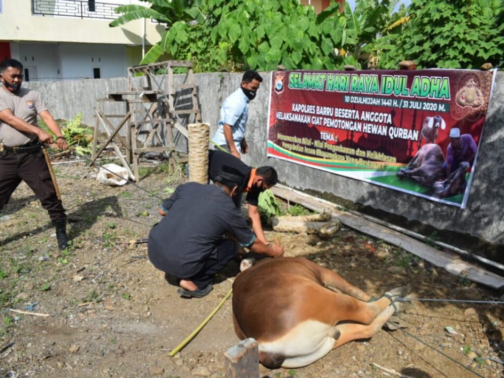 Polres Barru Kurban 11 Ekor Sapi, Daging Diantarkan Langsung ke Rumah Warga