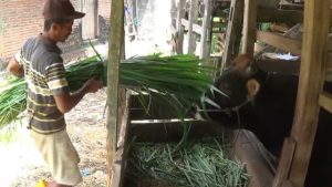 Jaga Sapi Potong Tetap Sehat, DPKH Sinjai Siapkan Petugas di 8 Kecamatan
