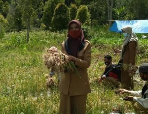Tahun 2021, Sinjai Perluas Lahan Komoditas Bawang Merah