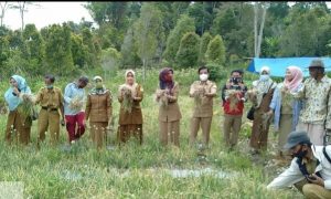 Potensi Bawang Merah di Sinjai Menggiurkan, 1 Hektare Bisa Hasilkan 6,8 Ton