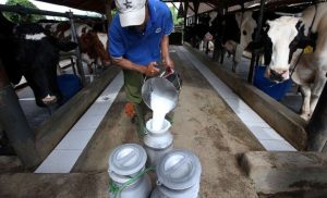 Desa Gunung Perak dan Barania di Sinjai Tawarkan Potensi Susu Sapi Perah