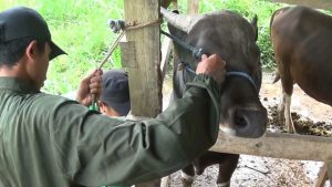 Cerita Peternak Sapi di Sinjai Hingga Kuliahkan Anak S1 dan S2