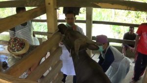 Genjot Populasi Sapi Potong, Petugas DPKH Sinjai pun Nginap di Rumah Peternak