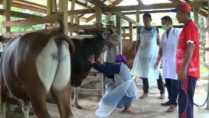 Asuransi Ternak Sapi Bantu Cegah Kerugian Peternak Sinjai
