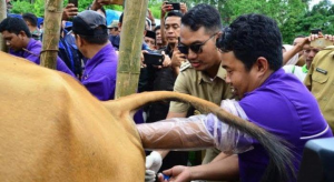 IB Plus Dongkrak Pendapatan Peternak di Sinjai, Gratis Pula