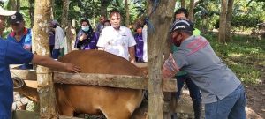 Tingkatkan Populasi Sapi, Dispertanakbun Palopo Gelar IB di Pentojangan