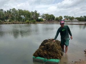 Hebat, Rumput Laut Sinjai Diekspor Hingga ke China