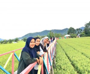 Ini Dia Wisata Sawah Andalan di Luwu Cocok Untuk Foto-foto