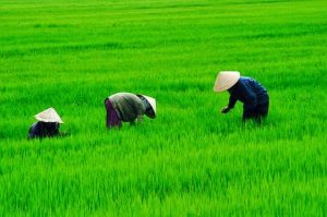 Tahun Ini, 20 Ribu Hektar Lahan Pertanian di Luwu Utara Dilindungi Asuransi Tani Padi