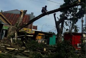 DLHK Sinjai Tebang Pohon yang Membahayakan