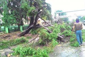 Pohon Tumbang Jadi Ancaman, DPRD Makassar Minta Pemerintah Siaga