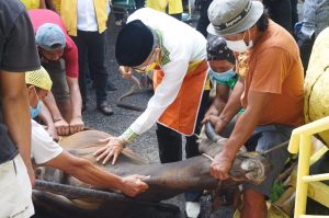 Sembelih Hewan Kurban Golkar Parepare, Taufan Pawe Berharap Disalurkan Kepada yang Berhak