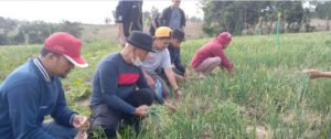 Bupati Enrekang Ikuti Panen Raya Bawang Merah di Maiwa
