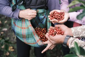 Petani di Rongkong Hasilkan Ratusan Juta Rupiah Sekali Musim