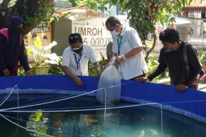 Jalin Kerjasama dengan Econatural, PT Pegadaian Kanwil VI Bantu Budidaya Ikan Nila di Sombaopu