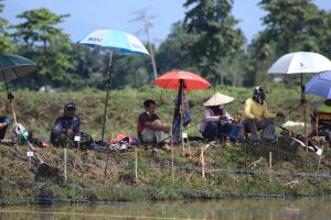 Pembudidaya Ikan Asal Sabbang Selatan Sukses Gelar Lomba Ikan Mas