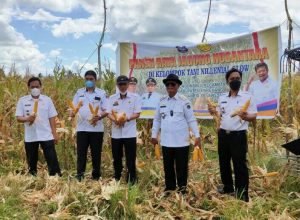 Bupati Enrekang Ikuti Kegiatan Mentan SYL Panen Jagung via Online