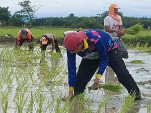 Ketua DPRD Makassar Isi Liburan dengan Tanam Padi