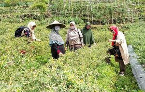 Perkaya Kuliner Khas Rongkong, DP3AP2KB dan Dinas Pertanian Berdayakan Kelompok Perempuan