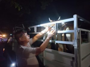 Antisipasi Serangan PMK, Ternak Masuk ke Luwu Utara Wajib Diperiksa