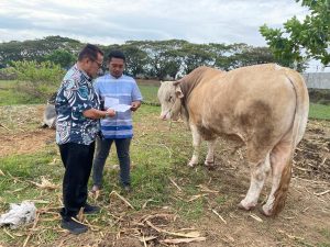 Sapi Seberat 1 ton dari Presiden Dikurbankan di Selayar