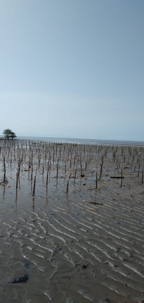 Dinas Kelautan dan Perikanan Sulsel Tanam 38 Ribu Batang Mangrove di Lutim