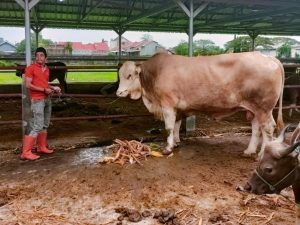 Gubernur Sulsel Bagikan ke 5 Daerah Sumbangan Sapi 1,4 Ton Warga Soppeng
