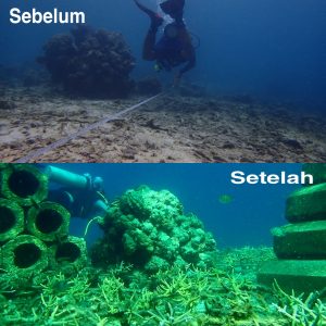 Kembalikan Keindahan Bahari Sulsel, DKP Rehabilitasi Terumbu Karang Pulau Salebbo Pangkep