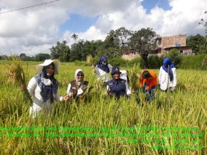 Benih “Mandiri Benih” Mulai Panen, Petani di Sinjai Akui Hasil Tani Meningkat