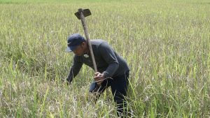 Gunakan Benih Mandiri, Panen Padi Petani Maros Meningkat 2 Ton