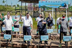 Program Prioritas Gubernur, DKP Sulsel Telah Tanam 1,7 Juta Batang Mangrove