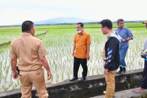 Mandiri Benih Sulsel Dongkrak Hasil Pertanian