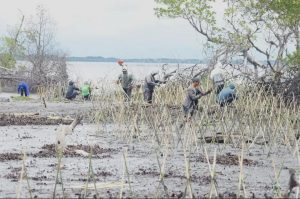 DKP Sulsel Bersama Masyarakat Pelestari Lingkungan Tanam 40 Ribu Batang Mangrove di Pesisir Wajo