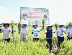 Meningkat Signifikan, Gubernur Andi Sudirman Panen Mandiri Benih di Desa Palakka