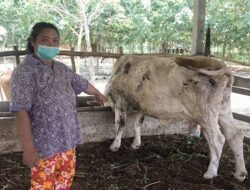 Plt Dirut RPH Ingatkan Masyarakat Waspada Penyakit Sapi Jelang Idul Qurban