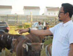 PD RPH Makassar Datangkan Ratusan Ekor Sapi Kurban dari Sumbawa