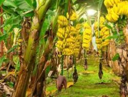 Budidaya Pisang di Lahan 1 Juta Hektare, Pj Gubernur Sulsel Undang Swasta Berinvestasi