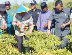 Pj Gubernur Bahtiar Panen Cabai Varietas Cakra Putih, Petani: Alhamdulillah, Hasilnya Bisa Naik Haji