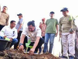 Budidaya Pisang, Pj Gubernur Bahtiar Tanam Perdana di Mare