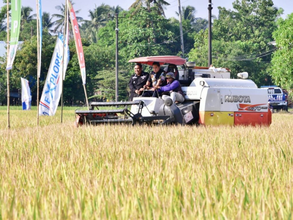 Pj Gubernur Bahtiar Panen Raya Padi Bersama Petani di Tengah El Nino