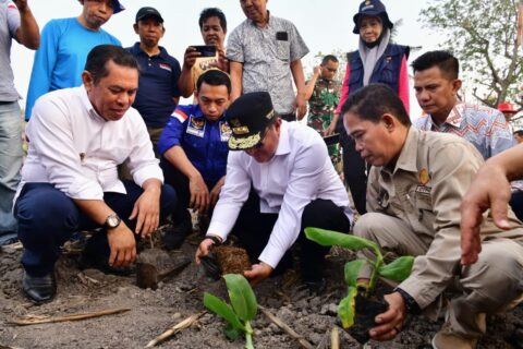 Pemkab Sidrap Siapkan 1.500 Hektar Lahan untuk Budidaya Pisang
