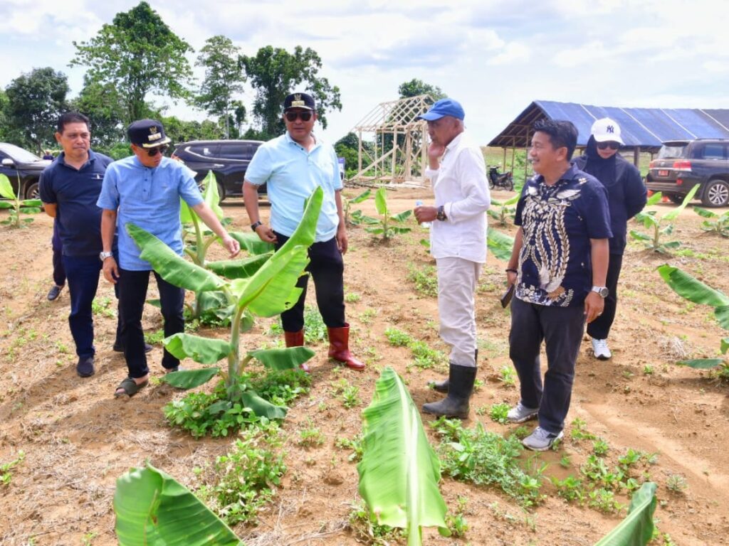 Ditanam Tiga Bulan Lalu, Pohon Pisang Cavendish di Mare Kini Setinggi Pinggang Orang Dewasa