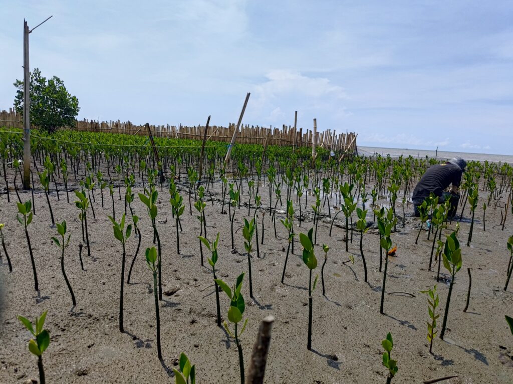 YKL Indonesia Kembangkan Situs Belajar Rehabilitasi Mangrove di Kota Makassar