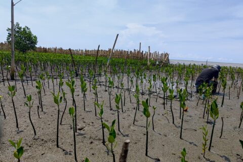 YKL Indonesia Kembangkan Situs Belajar Rehabilitasi Mangrove di Kota Makassar