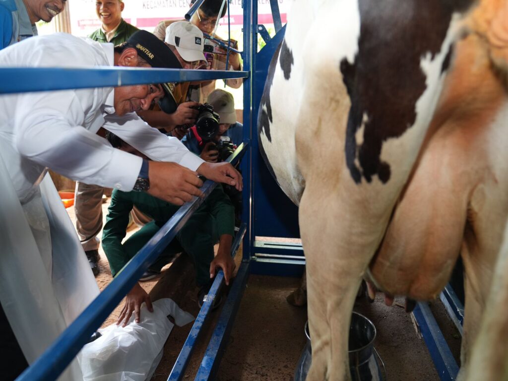 Melalui Inseminasi Buatan, Enrekang Ditargetkan Jadi Sentral Sapi Perah