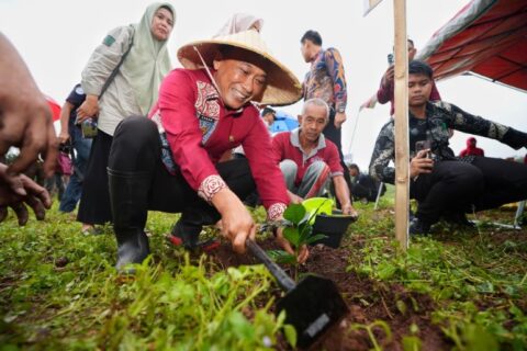 DLHK Sulsel Gencarkan Rehabilitasi Hutan dan Lahan, Tanam 16 Ribu Pohon di 8 Kabupaten