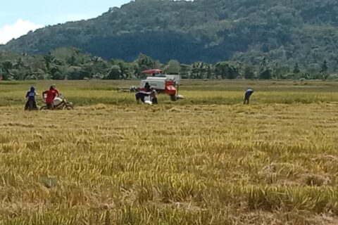 Daya Beli Petani Meningkat di Agustus 2025, BPS Beberkan Buktinya!