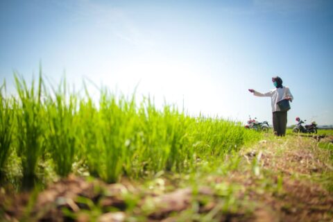 Produksi Meningkat, Stok Beras Berlimpah, Litbang Kompas: Masyarakat Puas dengan Kinerja Kementan