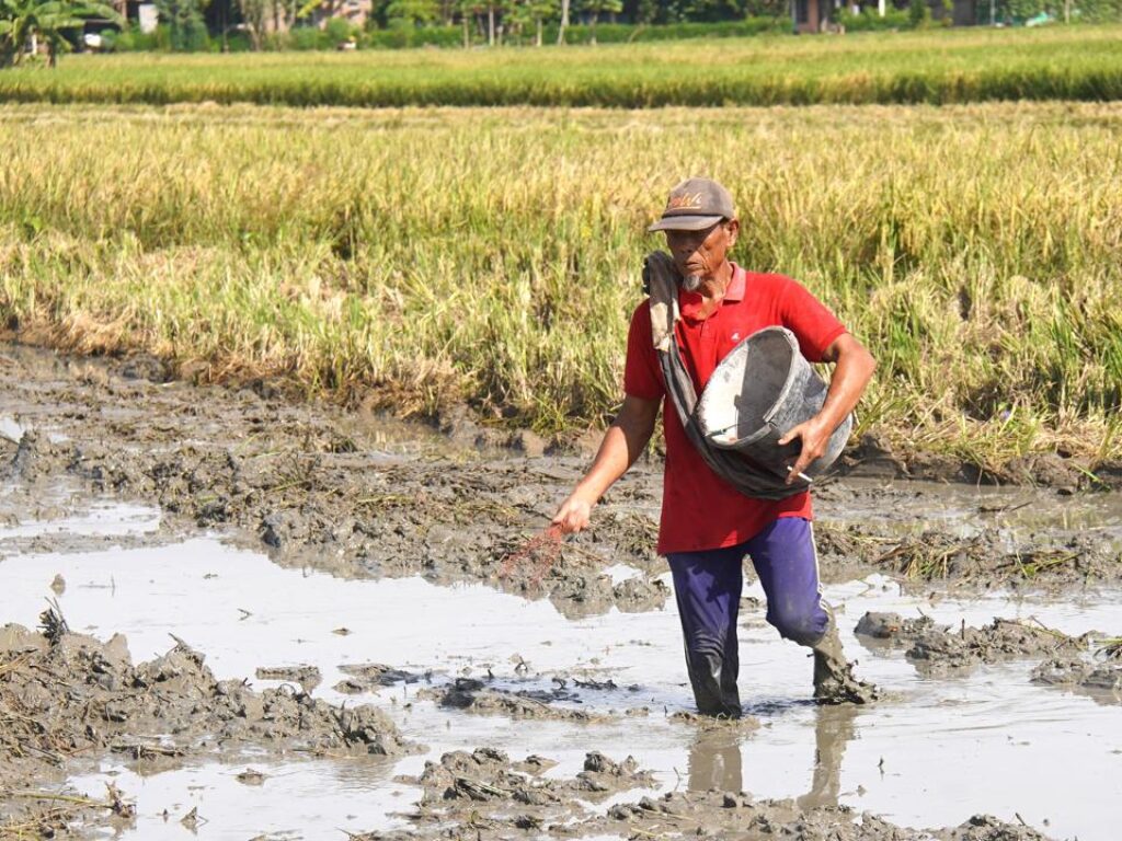 Perkuat Tata Kelola Pupuk 2026, Kementan Pastikan Sudah Dimulai Dari Aspek Perencanaan