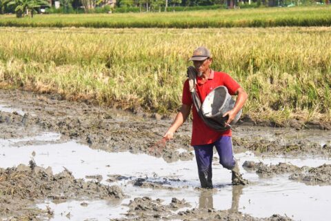 Perkuat Tata Kelola Pupuk 2026, Kementan Pastikan Sudah Dimulai Dari Aspek Perencanaan